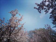 -海棠花溪(元大都城垣遗址公园)