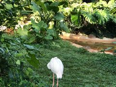 -海南热带野生动植物园