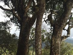 -海南热带雨林国家公园吊罗山景区