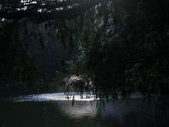 -金花茶公园