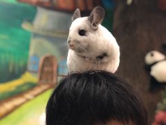 -藦茜花园宠物主题亲子互动体验馆(国顺东路店)