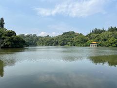 -深圳仙湖植物园
