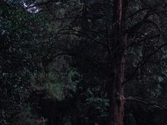 -杭州植物园