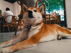 -柴务处·柴犬主题狗咖