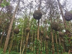 -东平国家森林公园