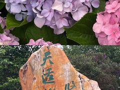 -天适樱花悠乐园