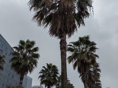 -金沙湖公园