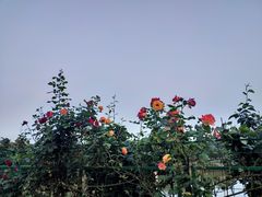 -呼吸森林·生态农庄农家乐私房菜