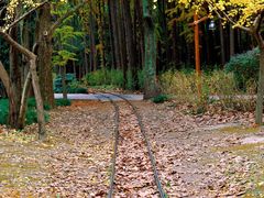 -上海共青森林公园