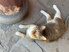 -龙华素斋(龙华路店)