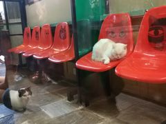 -猫咪博物馆(顶澳仔猫街店)