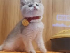 -欣宠猫屋·矮脚拿破仑·蓝金金渐层