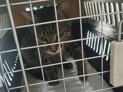 -四月宠物医院·猫专科·心脏专科·内科(转塘店)