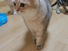 -Meowの猫咖(万家丽店)