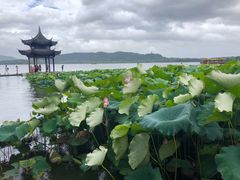 -西湖外事游船(湖滨二公园外事游船码头)