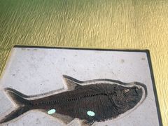 -澳珀食堂