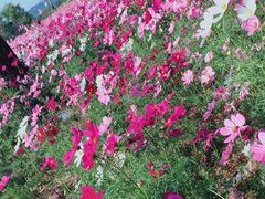 -径山花海