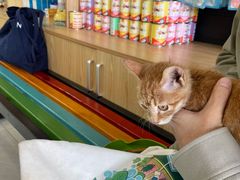-中农大我爱我爱动物医院·核磁CT·猫病·24小时夜诊中心(石佛营店)