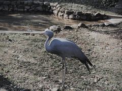 -上海野生动物园