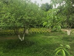 -秀丽东方