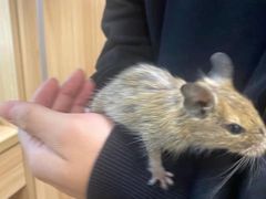 -酷以爬仙阁实体爬宠店·守宫·蜥蜴·专业繁育