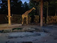 -清迈夜间动物园