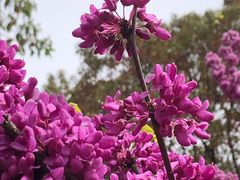 -高东镇樱花园