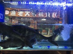 -渔老大·有机鱼馆·老字号(古城店)