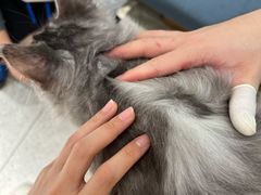 -十年猫舍·猫咪专门店(普陀店)