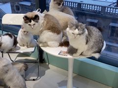 -怪兽屋·羊驼·猫咖·狗咖(俊华广场店)