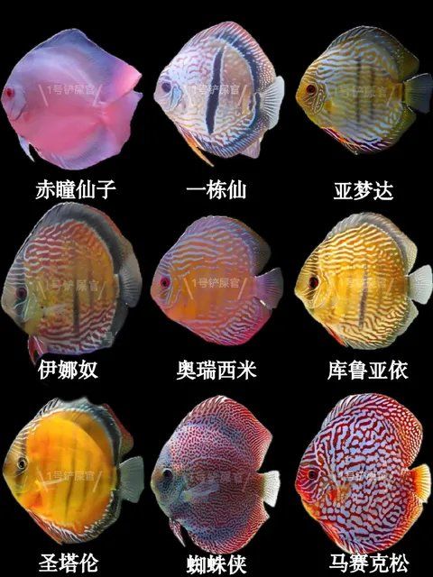 史上最全七彩神仙鱼大全
