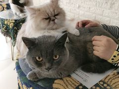 -平行世界·猫咖(首经贸店)