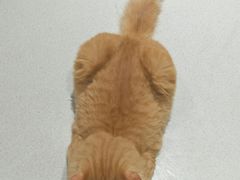 -藏猫猫咖啡主题馆(中央大道店)