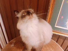 -more than meow吴止猫主题餐厅(承德 中船汇店)