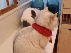 -Let's go狗咖·猫咖·奶狗·桌游(春熙路IFS店)