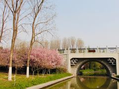 -洛阳市隋唐城遗址植物园