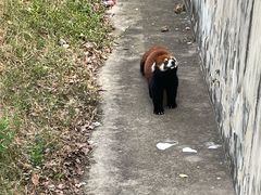 -合肥野生动物园