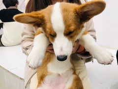 -浣熊柯尔鸭土拨鼠·电玩咖