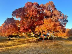-五角枫生态旅游景区