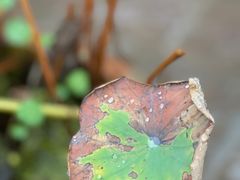 -远山有窑