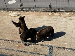 -大连森林动物园