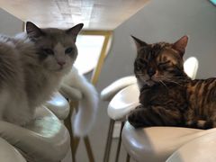 -飞行喵MR PILOT|猫舍·猫咖(静安大融城店)