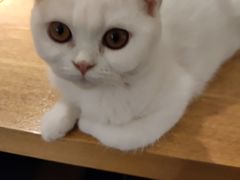 -这儿没有猫·猫咖萌宠馆·撸猫