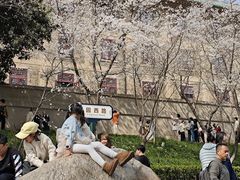 -武汉大学-樱园