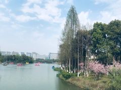 -青枫公园