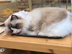 -藏猫猫咖啡主题馆(中央大道店)