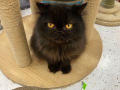 -喵园·猫主题咖啡厅·撸猫·猫咖(国贸店)