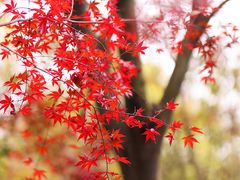 -花开海上生态园