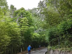 -都江堰中华大熊猫苑