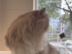 -北京观赏动物医院·24小时大型综合·猫专科·异宠专科
